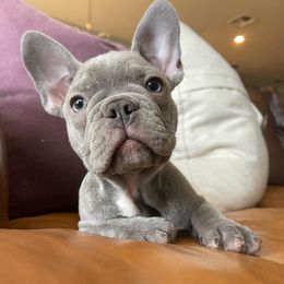 French Bulldog Puppies from Honey Bee Frenchies