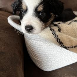 Australian Shepherd Puppies from Kelly Arndt