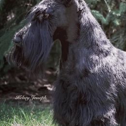 Scottish Terriers from Mcvan Scottish Terriers