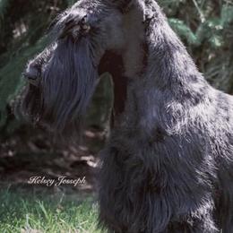 Scottish Terriers from Mcvan Scottish Terriers