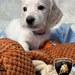 Lamborghini - Piebald Dachshund puppy in Murfreesboro, Tennessee from Kimbrie's Dream Cream Doxies
