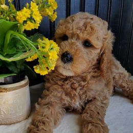 Goldendoodle and Yorkshire Terrier Puppies from Rowan's Rascals