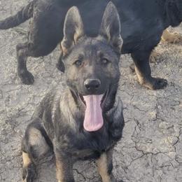 German Shepherd puppies from Spartan German Shepherds
