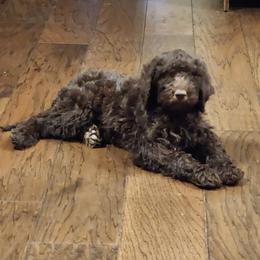 Poodle All Grown Up from Pristine Puppies and Signature Studs