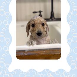 Daisy - Apricot female Goldendoodle puppy in Asheboro, North Carolina from Magnolia Farm Doodles