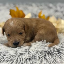 Cooper - Red  male Goldendoodle puppy in Ambrose, Georgia from Brandilyn's Aussies