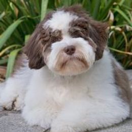 Bruno - Australian Labradoodle