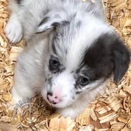 Luke - Blue merle and white male American Corgi puppy in Hico, Texas from Chisholm Trail Kennels