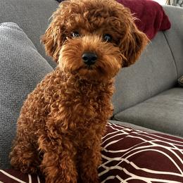Sawyer - Poodle