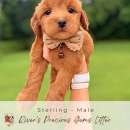 Sterling - Red  male Goldendoodle puppy in Atlanta, Georgia from Teddy Puppies