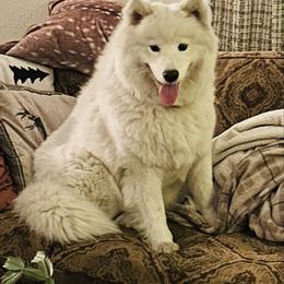 Maple - Samoyed