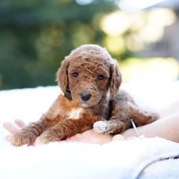 Daisy - Red  female Goldendoodle puppy in Spokane, Washington from Puppy Love