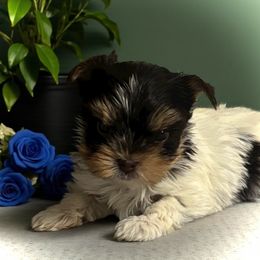 Malachi - Chocolate tan and white male Biewer Terrier puppy in Oklahoma from Rocky Oak Cavaliers & Biewer Terriers LLC