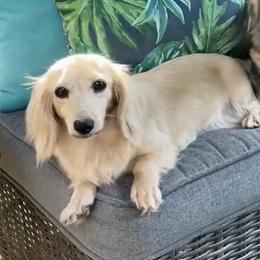 Riah - Dachshund