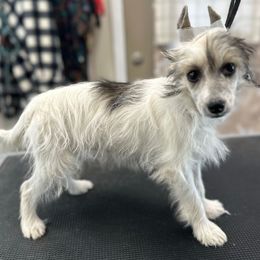 Puff girl - White female Chinese Crested puppy in Rockvale, Tennessee from Cosmic Chinese Cresteds & Wind-Echo Poodles