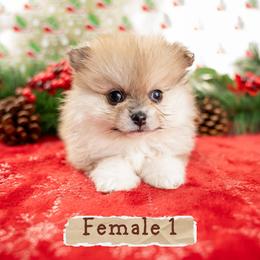 Sapphire - Orange sable female Pomeranian puppy in Erda, Utah from Danyells Designer Poms