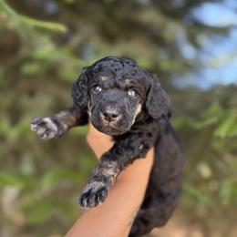 Poodle Puppies from Mount Zion Kennels