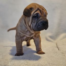 Champ - Red fawn male Chinese Shar-Pei puppy in Bakersfield, California from Cashmerewrinkles