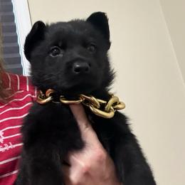 Riot - Black male German Shepherd puppy in Crossville, Tennessee from Raising the Bar German Shepherds