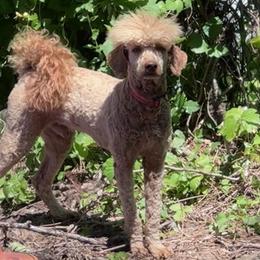 Xylon (READ DESC B4 MSG) - Apricot male Poodle puppy in Philadelphia, Pennsylvania from Jah’s Retrievers