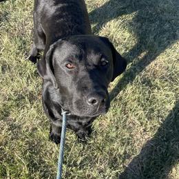 Nile - Labrador Retriever