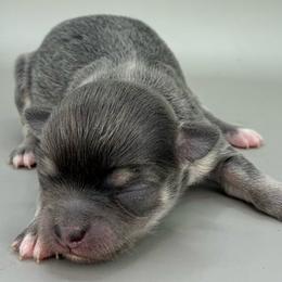 Girl 1 - Blue female Chihuahua puppy in Westport, New York from Chantilly chihuahuas