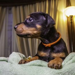 Girl 5 - Doberman Pinscher puppy in Ault, Colorado from Stand Alone European Dobermans