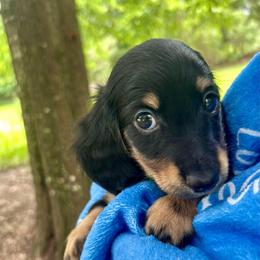 Luke AKC OFA CHIC - Black and cream male Dachshund puppy in El Dorado, Arkansas from LovelylilDoxies