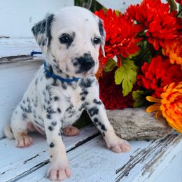 Blue Collar - White and black male Dalmatian puppy in Westhoff, Texas from Smart Dalmatians