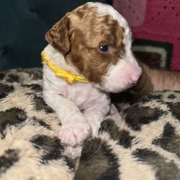 Yellow Collar - Parti female Goldendoodle puppy in Cocoa, Florida from Leopard n Lace Doodles
