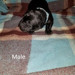 Labrador Retriever Puppies from Copper Creek Outfitters and Kennel