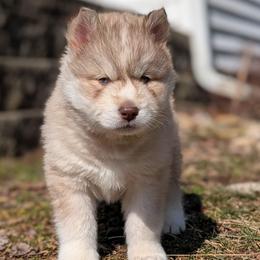 Twix - Red and white male Siberian Husky puppy in Coshocton, Ohio from Wyant Farms