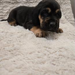 Teal Boy - Black and tan male Bloodhound puppy in Gillette, Wyoming from Whispering Winds Homestead 307