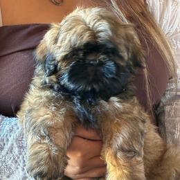 Green - Tricolor male Shih Tzu puppy in Chico, California from North State Shih tzus