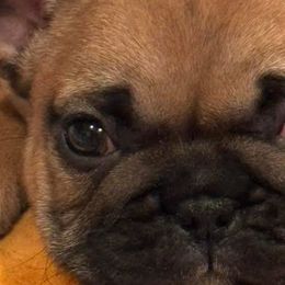 French Bulldogs from Rock N’ Roll Frenchies