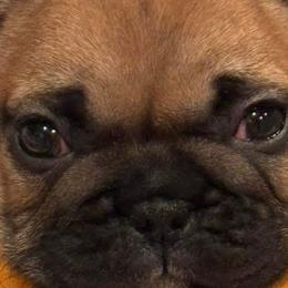 French Bulldogs from Rock N’ Roll Frenchies