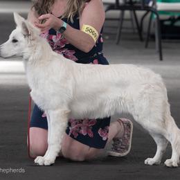 Berger Blanc Suisse Puppies from Moro Shepherds