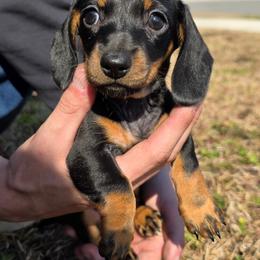 Zoey - Black and tan female Dachshund puppy in Charleston, South Carolina from Palmetto Puppies