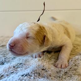 Brown Collar Boy - Yellow and white male Bernedoodle puppy in San Augustine, Texas from Vintage Doodles