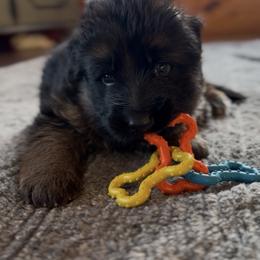 Gia - Black and red female German Shepherd puppy in Garland, Maine from Vom Schön Traumhund