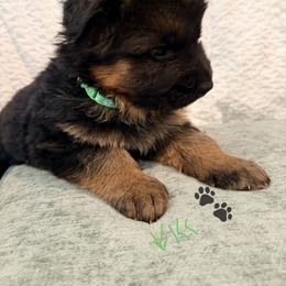 Long coat german shepherd - Black and red male German Shepherd puppy in Watervliet, Michigan from Von Kingsburg Shepherds