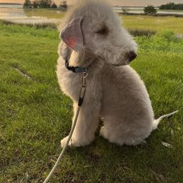 Bedlington Terrier Puppies from Kadence Kennels
