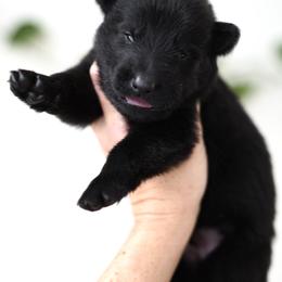 Axel - Black male German Shepherd puppy in Coarsegold, California from Yosemite Shepherds