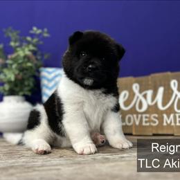 Reign - Black female Akita puppy in Chillicothe, Missouri from TLC Akitas