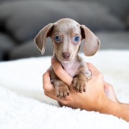 Bruno - Fawn (isabella) and tan male Dachshund puppy in Fort Myers, Florida from Blossom Paws