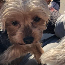 Baxter - Yorkshire Terrier