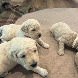 Goldendoodle Puppies from Ellie's Goldendoodles