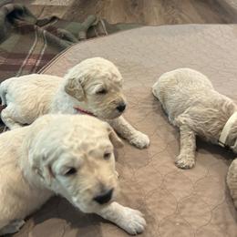 Goldendoodle Puppies from Ellie's Goldendoodles