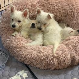 Posh - White female West Highland White Terrier puppy in Blue Hill, Nebraska from BlueBelle's Canine Companions