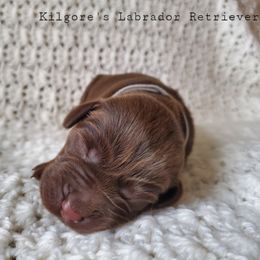 Labrador Retriever Puppies from Kilgore’s Labrador Retrievers